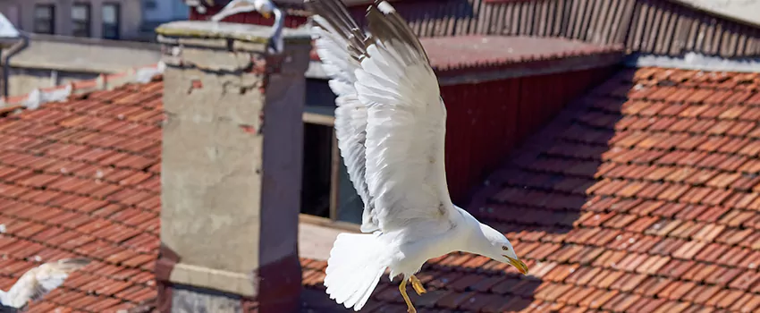 Residential Chimney Animal Removal Solution in Mission Viejo, CA